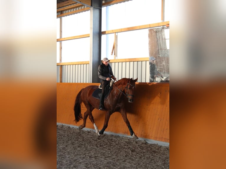Caballo de deporte alemán Caballo castrado 11 años 175 cm Alazán-tostado in Kupferzell