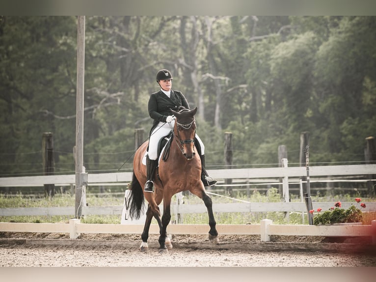 Caballo de deporte alemán Caballo castrado 11 años 178 cm Castaño in Willstätt