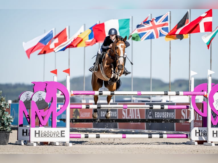 Caballo de deporte alemán Caballo castrado 11 años 180 cm Castaño in NeuruppinNeuruppin