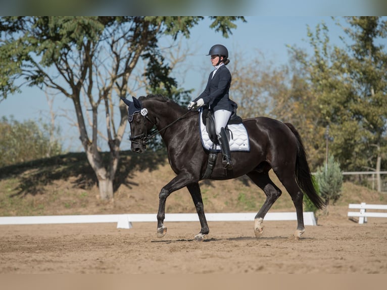 Caballo de deporte alemán Caballo castrado 11 años 180 cm Negro in Schönfließ