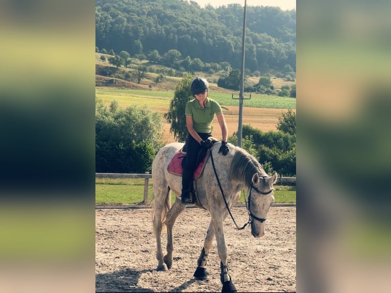 Caballo de deporte alemán Caballo castrado 11 años 180 cm Tordo rodado in Oltingen