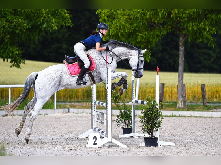 Caballo de deporte alemán Caballo castrado 11 años 180 cm Tordo rodado in Oltingen