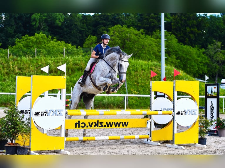 Caballo de deporte alemán Caballo castrado 11 años 180 cm Tordo rodado in Oltingen