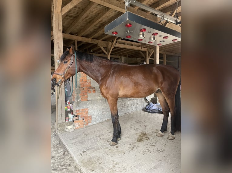 Caballo de deporte alemán Caballo castrado 11 años 185 cm Castaño in Bad Staffelstein