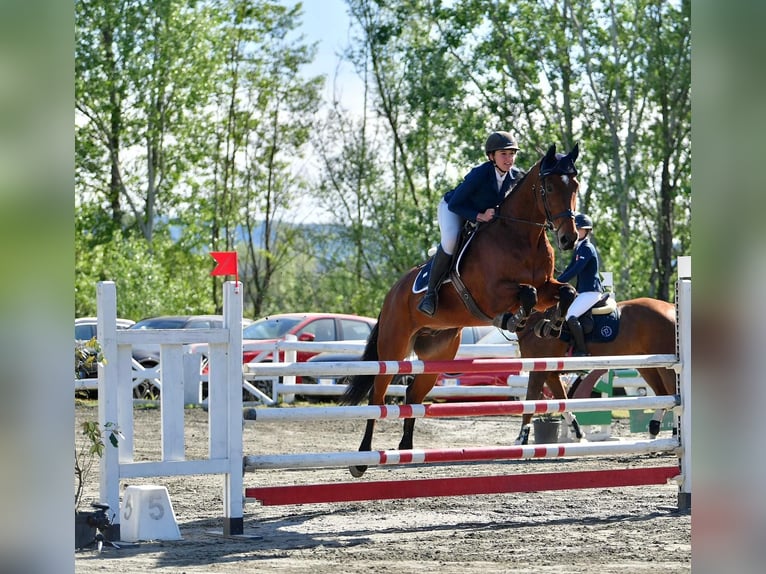 Caballo de deporte alemán Caballo castrado 11 años Castaño in Riet (Neftenbach)