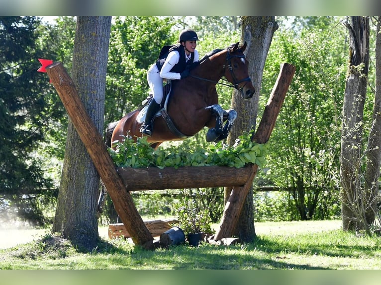 Caballo de deporte alemán Caballo castrado 11 años Castaño in Riet (Neftenbach)