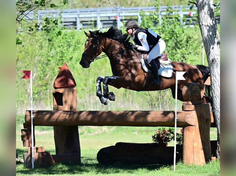 Caballo de deporte alemán Caballo castrado 11 años Castaño in Riet (Neftenbach)