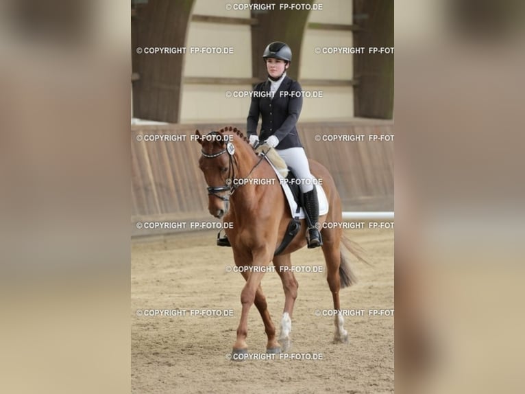 Caballo de deporte alemán Caballo castrado 12 años 165 cm Alazán in L&#xFC;beck