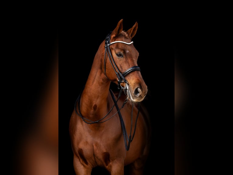 Caballo de deporte alemán Caballo castrado 12 años 165 cm Alazán in L&#xFC;beck