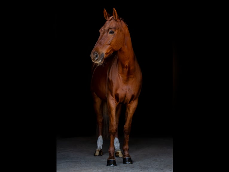 Caballo de deporte alemán Caballo castrado 12 años 165 cm Alazán in L&#xFC;beck