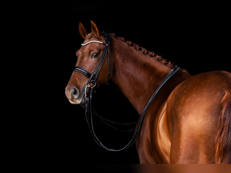 Caballo de deporte alemán Caballo castrado 12 años 165 cm Alazán in L&#xFC;beck