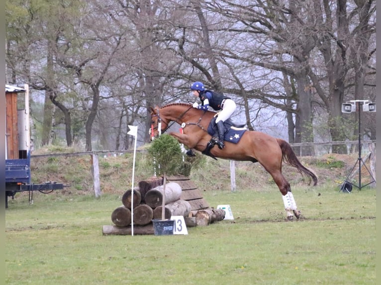 Caballo de deporte alemán Caballo castrado 12 años 165 cm Alazán in L&#xFC;beck