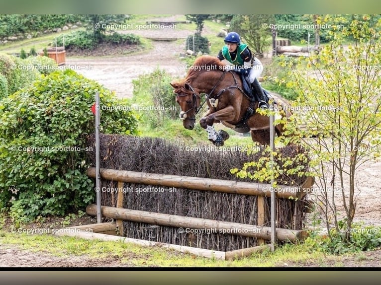 Caballo de deporte alemán Caballo castrado 12 años 165 cm Alazán in L&#xFC;beck