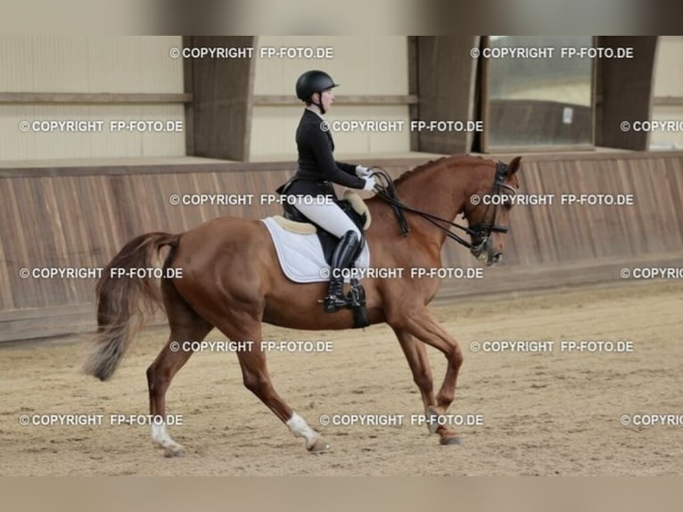 Caballo de deporte alemán Caballo castrado 12 años 165 cm Alazán in L&#xFC;beck