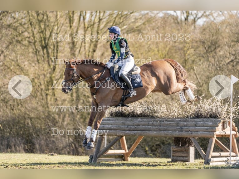 Caballo de deporte alemán Caballo castrado 12 años 165 cm Alazán in L&#xFC;beck