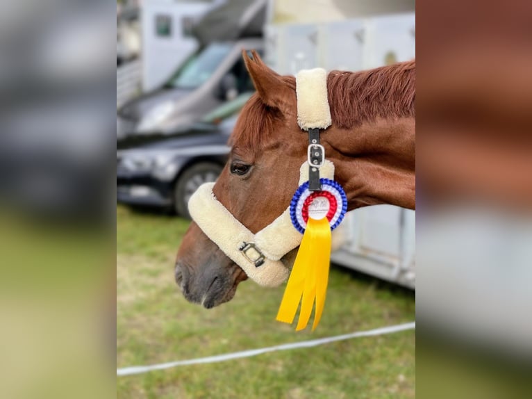Caballo de deporte alemán Caballo castrado 12 años 165 cm Alazán in L&#xFC;beck