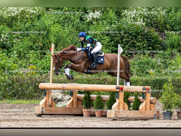 Caballo de deporte alemán Caballo castrado 12 años 165 cm Alazán in L&#xFC;beck