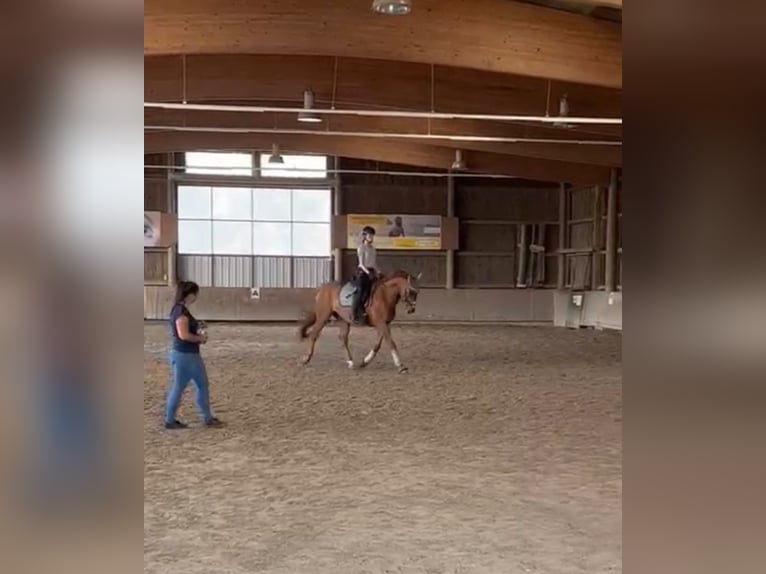 Caballo de deporte alemán Caballo castrado 12 años 165 cm Alazán in Tuningen