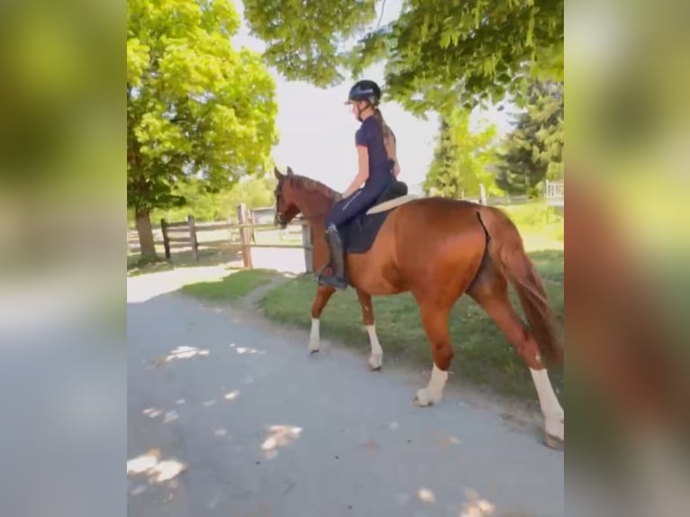 Caballo de deporte alemán Caballo castrado 12 años 165 cm Alazán in Bayerbach