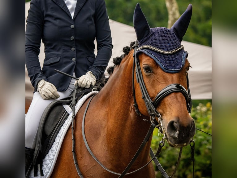 Caballo de deporte alemán Caballo castrado 12 años 165 cm Castaño in Stolberg (Rheinland)