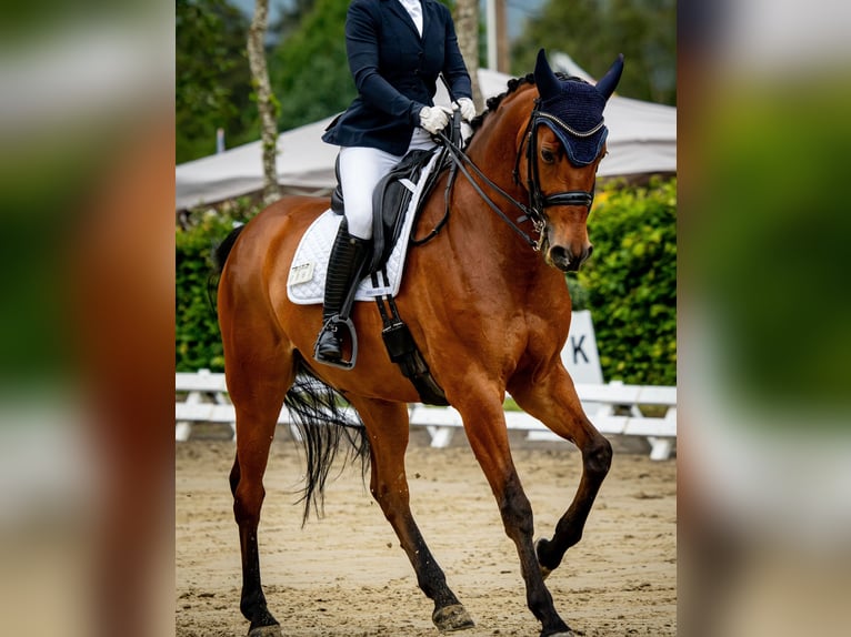 Caballo de deporte alemán Caballo castrado 12 años 165 cm Castaño in Stolberg (Rheinland)