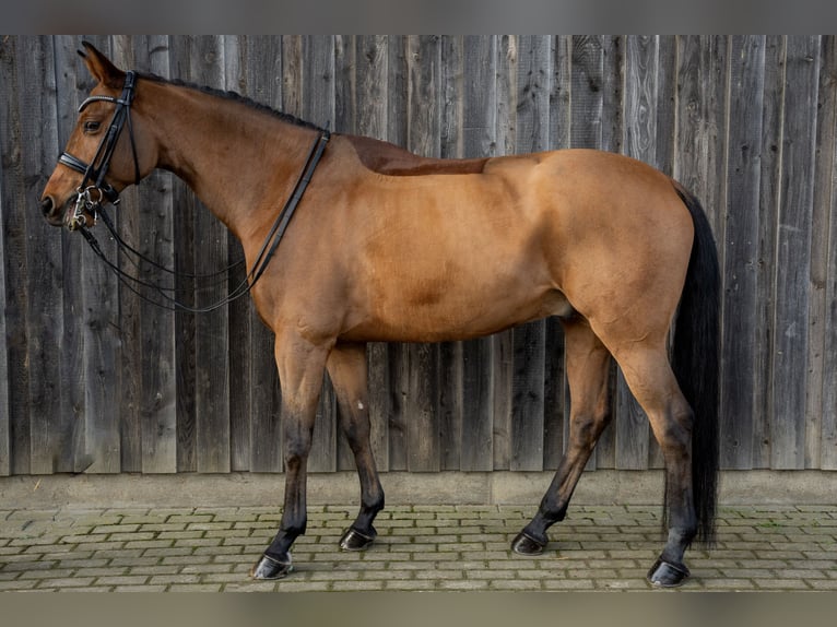 Caballo de deporte alemán Caballo castrado 12 años 165 cm Castaño in Stolberg (Rheinland)