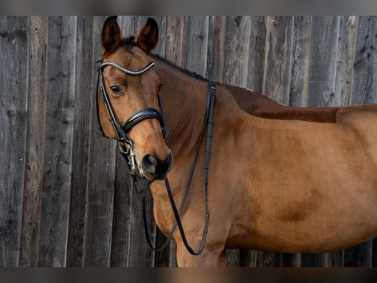 Caballo de deporte alemán Caballo castrado 12 años 165 cm Castaño in Stolberg (Rheinland)