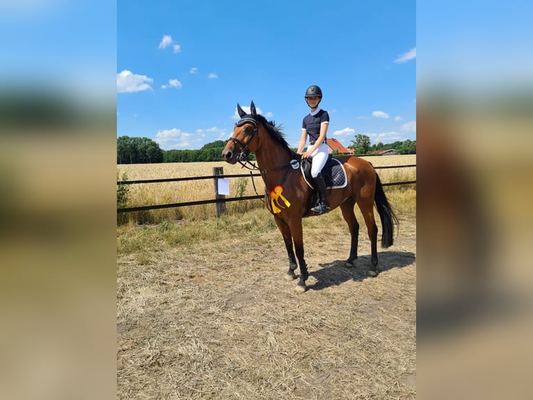 Caballo de deporte alemán Caballo castrado 12 años 165 cm Castaño in Reken