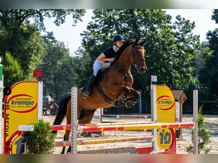 Caballo de deporte alemán Caballo castrado 12 años 165 cm Castaño in Reken