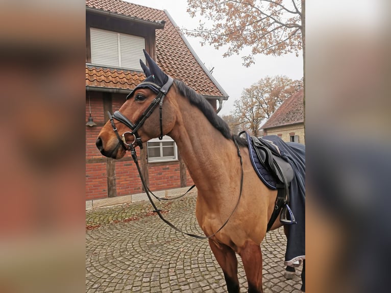 Caballo de deporte alemán Caballo castrado 12 años 165 cm Castaño in Reken