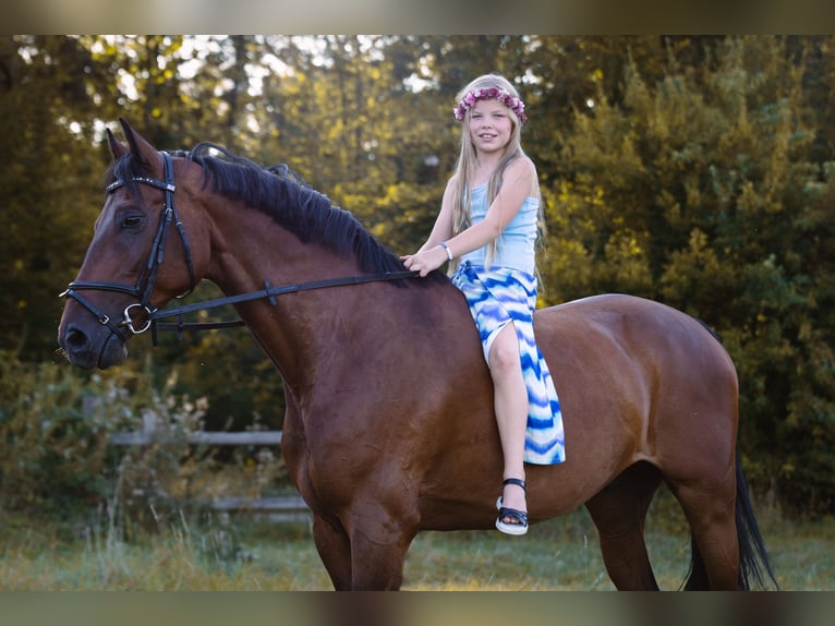 Caballo de deporte alemán Caballo castrado 12 años 167 cm Castaño in Walldorf