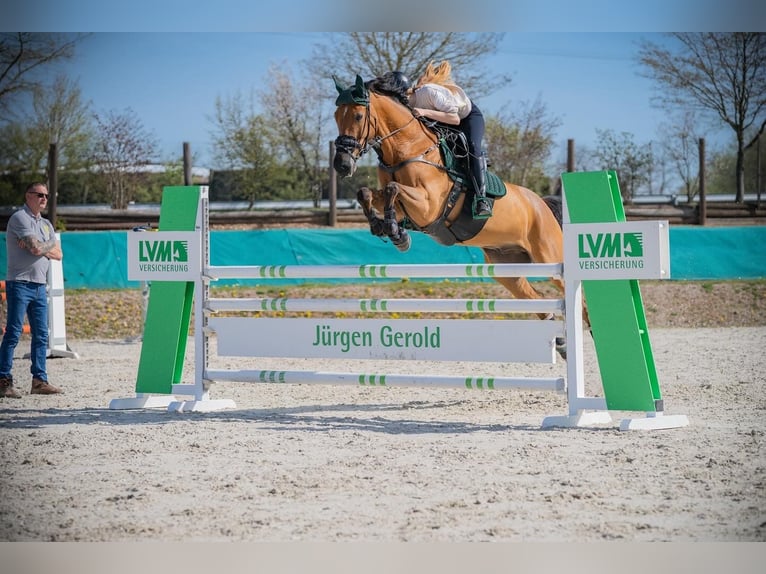 Caballo de deporte alemán Caballo castrado 12 años 167 cm Castaño in Lienen