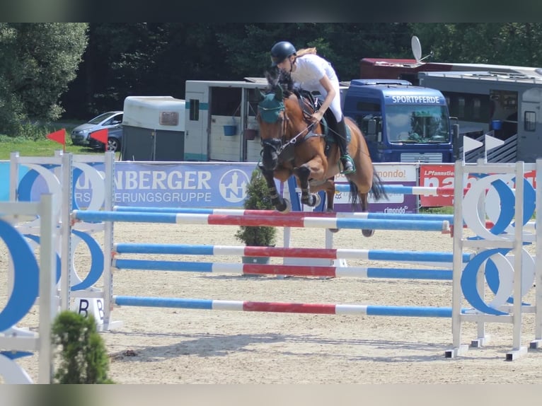 Caballo de deporte alemán Caballo castrado 12 años 167 cm Castaño in Lienen