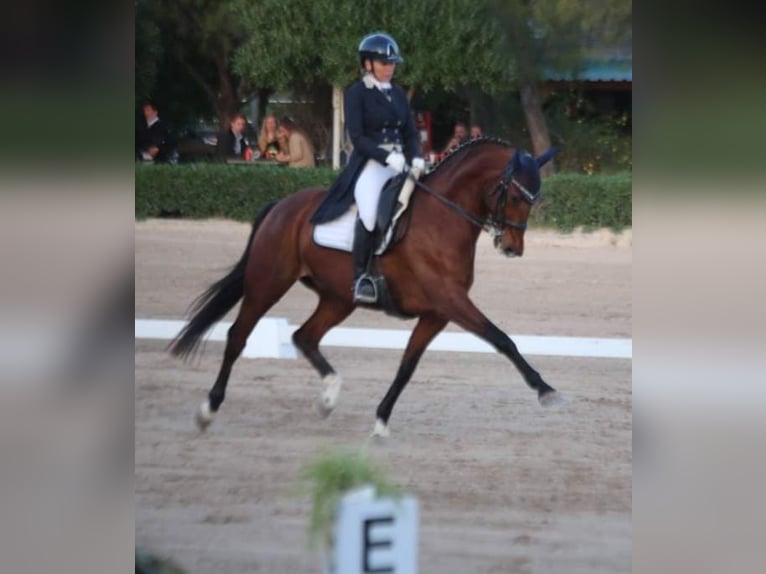 Caballo de deporte alemán Caballo castrado 12 años 168 cm in Mallorca