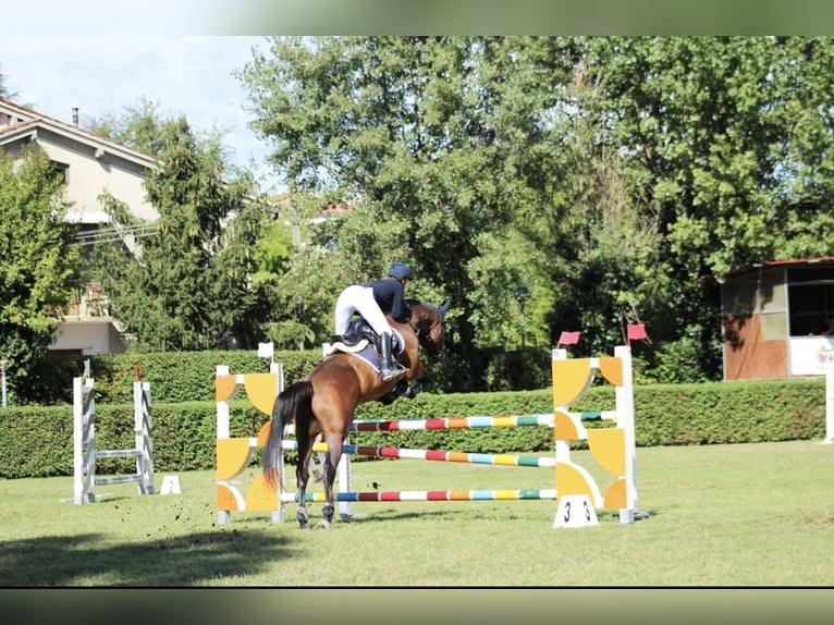 Caballo de deporte alemán Caballo castrado 12 años 168 cm Castaño in Pianzano