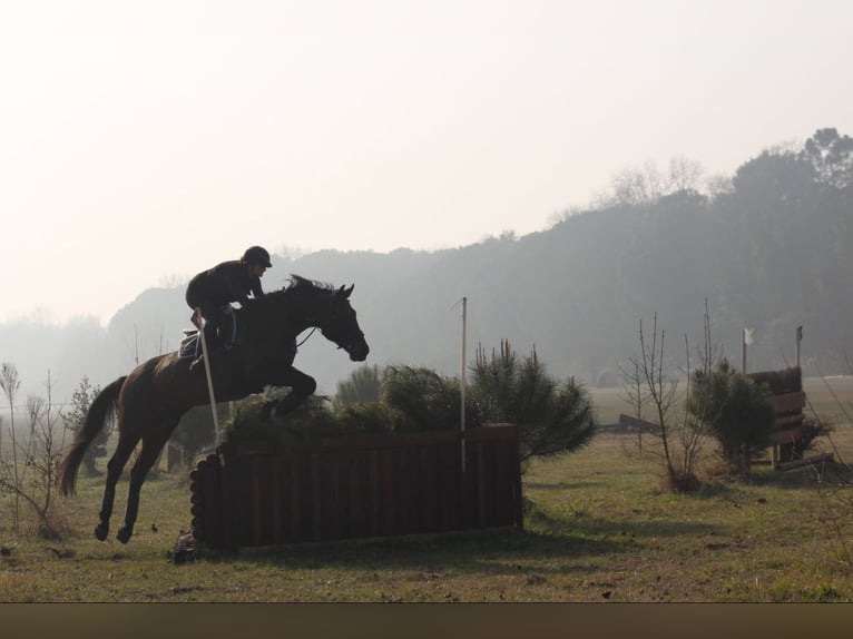 Caballo de deporte alemán Caballo castrado 12 años 168 cm Castaño in Pianzano