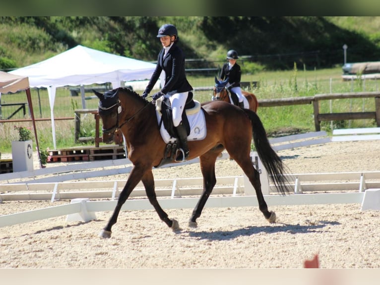 Caballo de deporte alemán Caballo castrado 12 años 168 cm Castaño in Pianzano