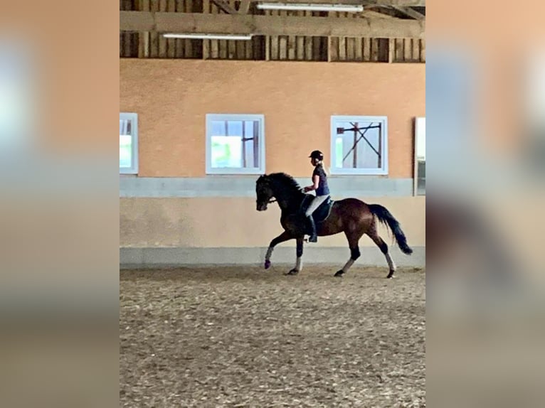 Caballo de deporte alemán Caballo castrado 12 años 168 cm Castaño in Brilon