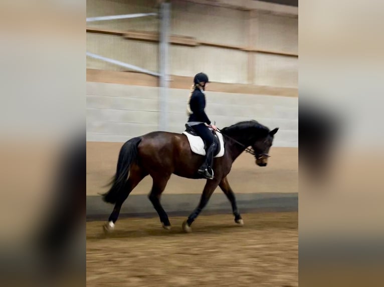 Caballo de deporte alemán Caballo castrado 12 años 168 cm Castaño in Brilon