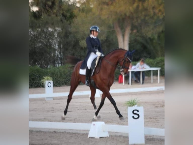 Caballo de deporte alemán Caballo castrado 12 años 168 cm Castaño in Mallorca