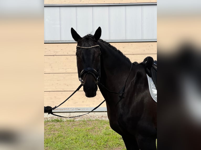 Caballo de deporte alemán Caballo castrado 12 años 168 cm Castaño oscuro in Boock