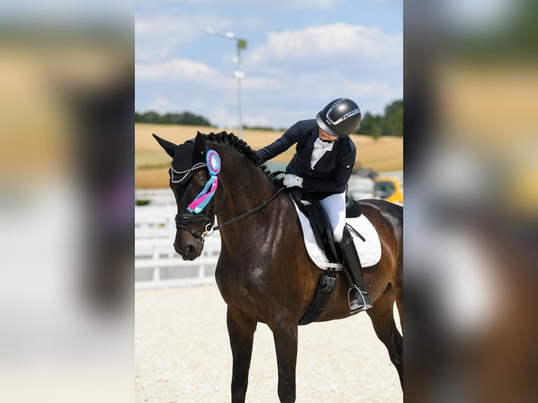 Caballo de deporte alemán Caballo castrado 12 años 168 cm Castaño oscuro in Boock