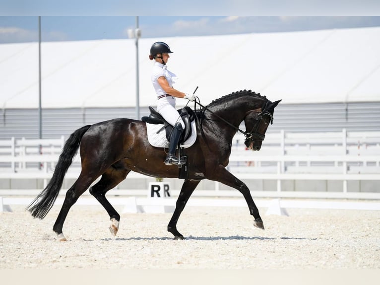 Caballo de deporte alemán Caballo castrado 12 años 168 cm Castaño oscuro in Boock