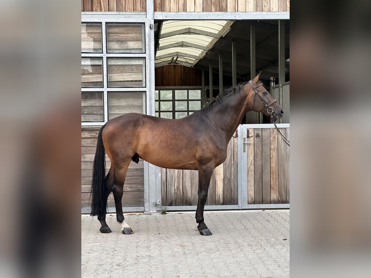 Caballo de deporte alemán Caballo castrado 12 años 168 cm Castaño oscuro in Leipzig