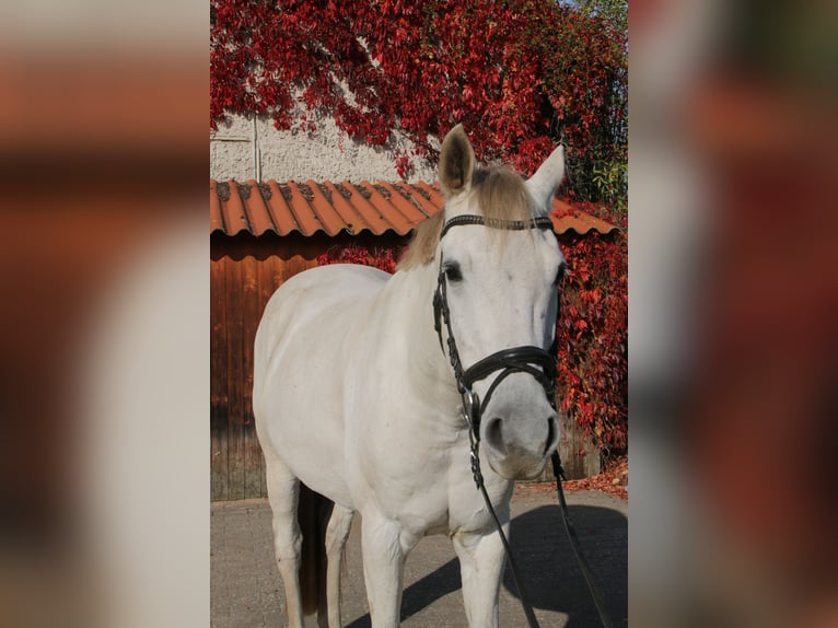 Caballo de deporte alemán Caballo castrado 12 años 169 cm Tordo in Falkensee