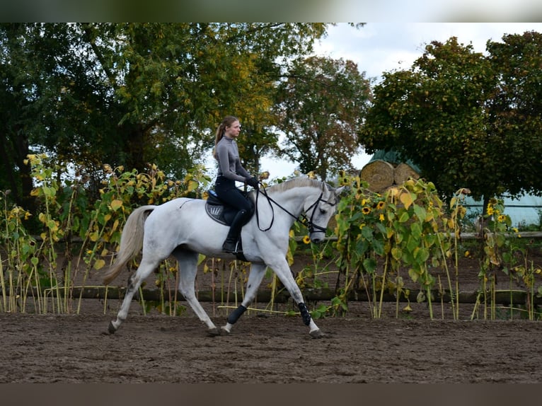 Caballo de deporte alemán Caballo castrado 12 años 169 cm Tordo in Falkensee