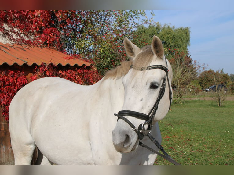 Caballo de deporte alemán Caballo castrado 12 años 169 cm Tordo in Falkensee