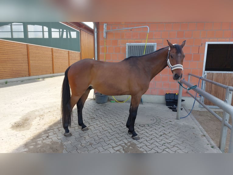 Caballo de deporte alemán Caballo castrado 12 años 170 cm Castaño in Vechelde