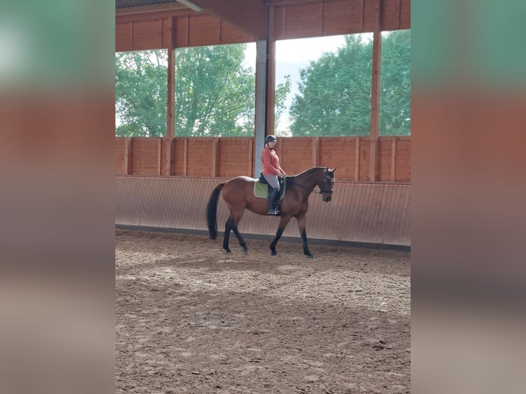 Caballo de deporte alemán Caballo castrado 12 años 170 cm Castaño in Vechelde