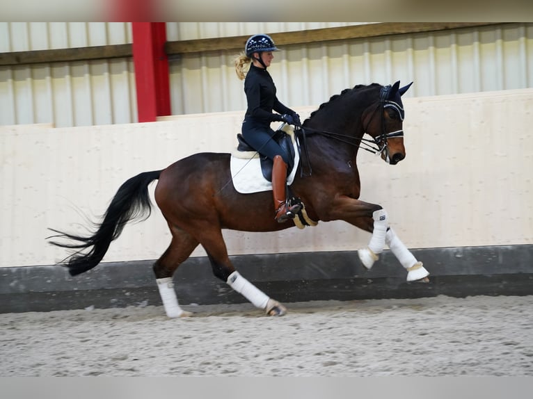 Caballo de deporte alemán Caballo castrado 12 años 170 cm Castaño oscuro in Hohenfelde